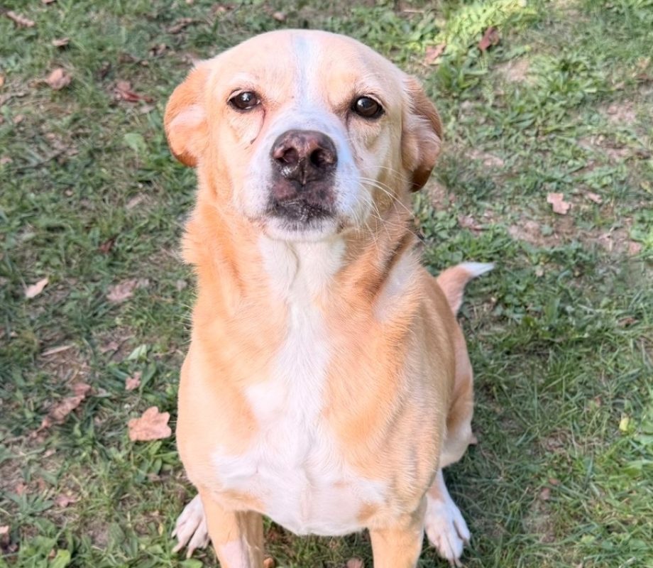Hodji - Chien à adopter