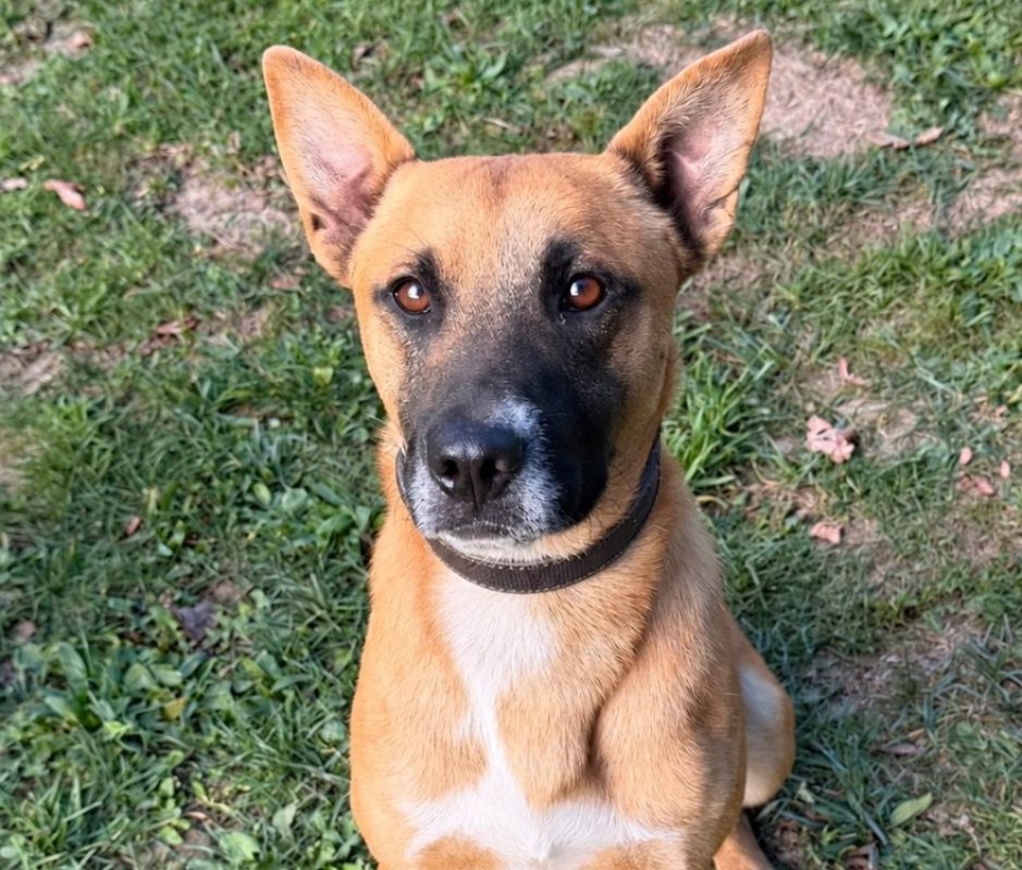 Ravik - Chien à adopter