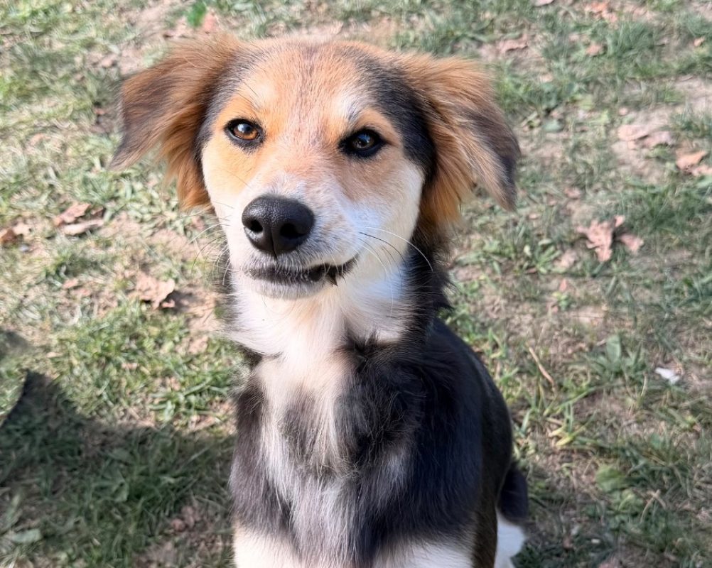 Hina - Chien à adopter