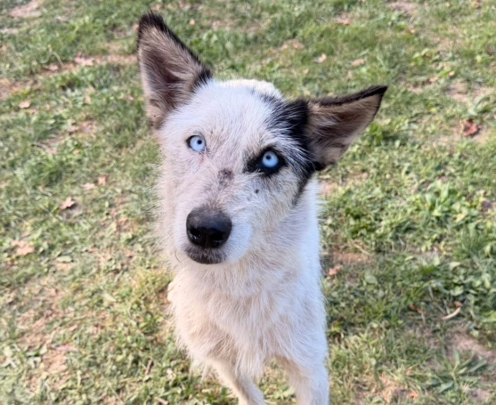 Astoria - Chien à adopter