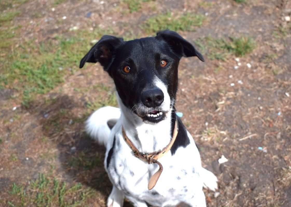 Lacoste - Chien à adopter - photo 2