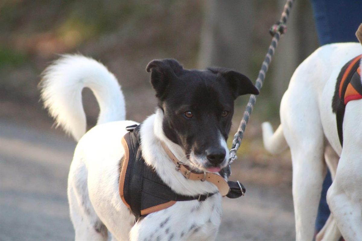 Lacoste - Chien à adopter - photo 5