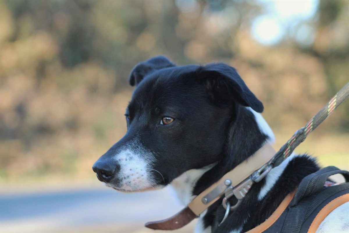Lacoste - Chien à adopter - photo 7