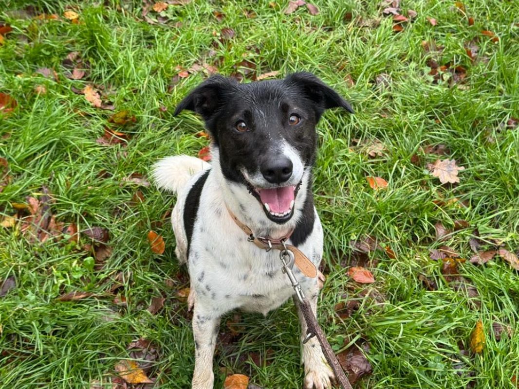 Lacoste - Chien à adopter - photo 10