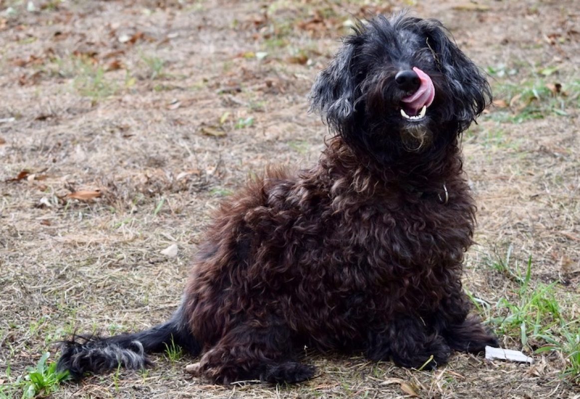 Thoby - Chien à adopter