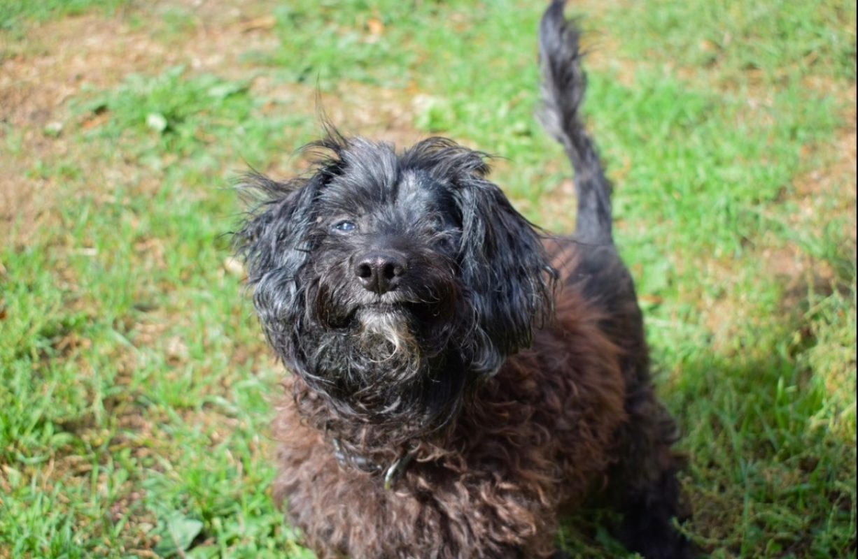 Thoby - Chien à adopter - photo 2