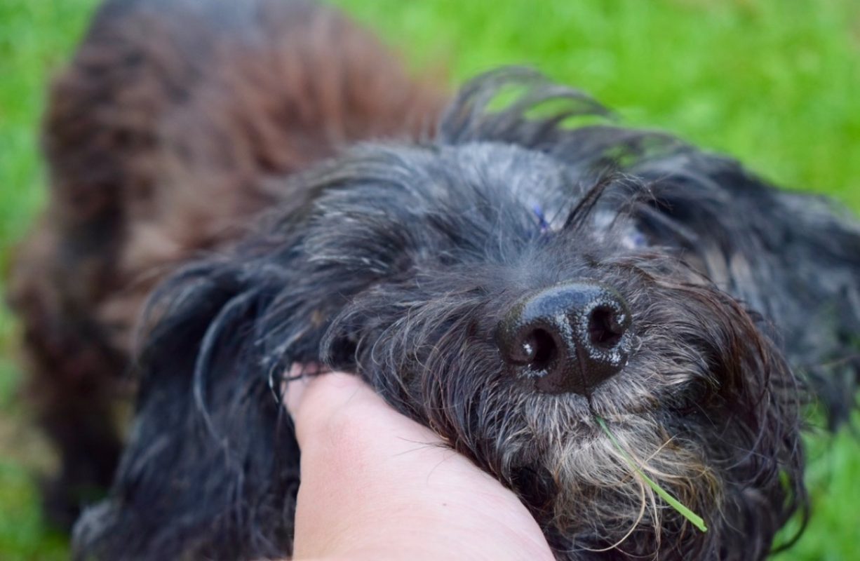 Thoby - Chien à adopter - photo 3