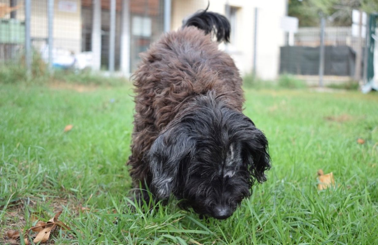 Thoby - Chien à adopter - photo 4