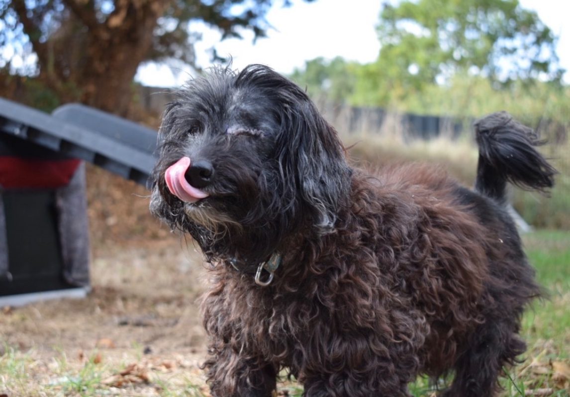 Thoby - Chien à adopter - photo 5