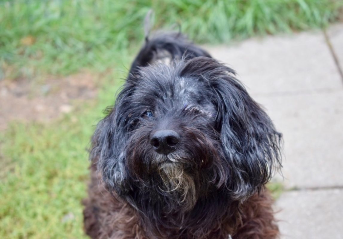 Thoby - Chien à adopter - photo 6