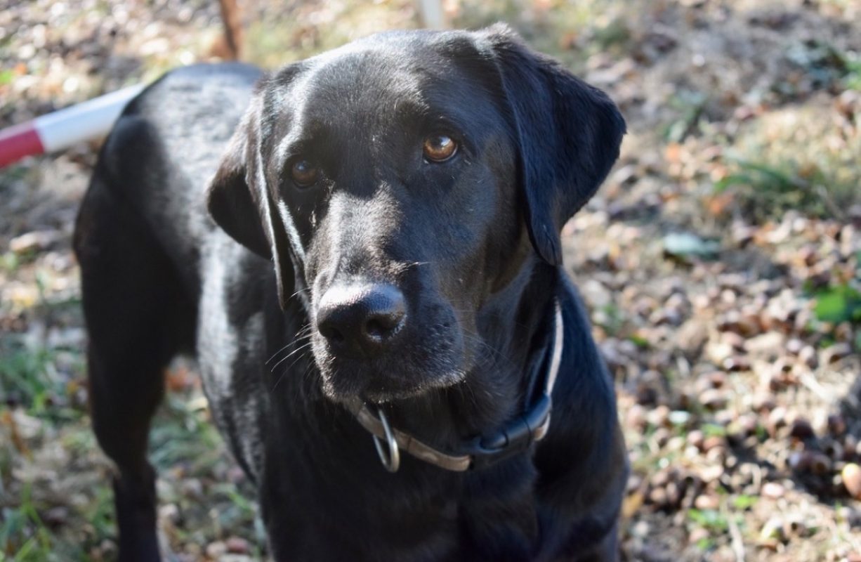 Rosa - Chien à adopter