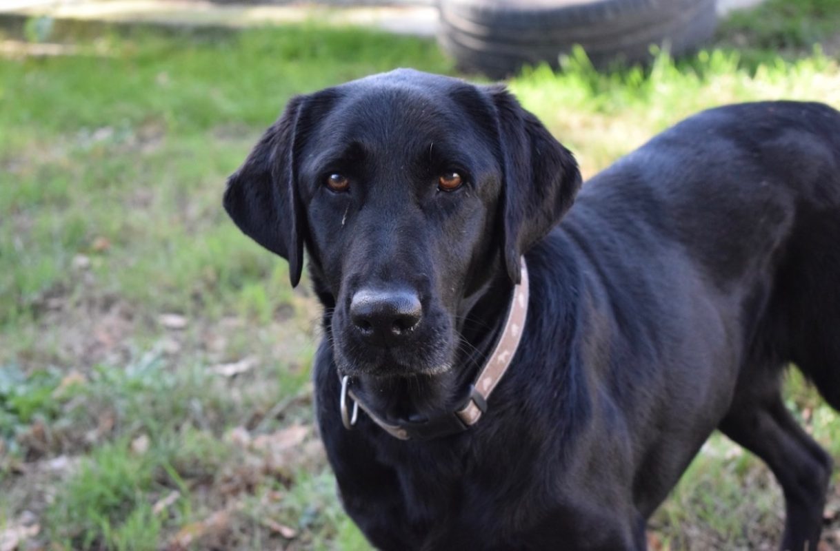 Rosa - Chien à adopter - photo 3
