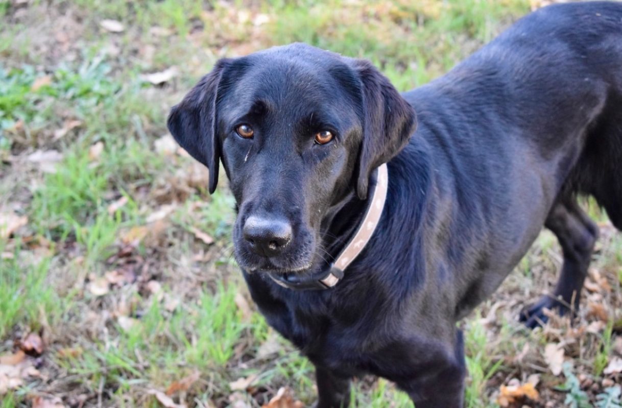 Rosa - Chien à adopter - photo 5
