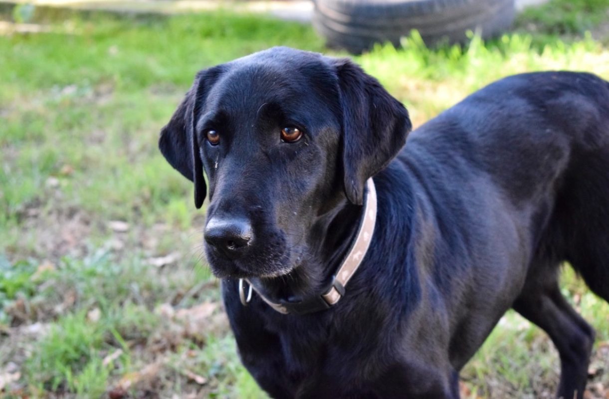 Rosa - Chien à adopter - photo 7