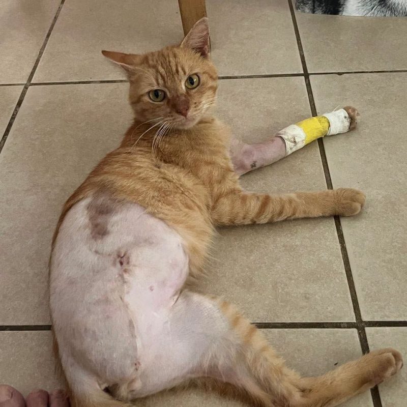 JULES - Chat Européen à adopter - photo 5