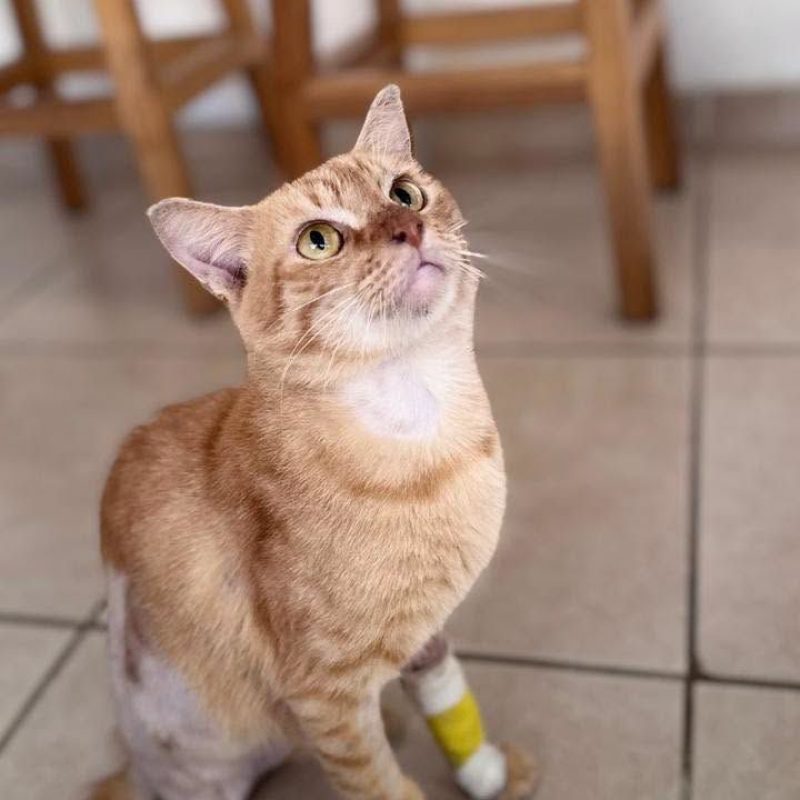 JULES - Chat Européen à adopter - photo 2