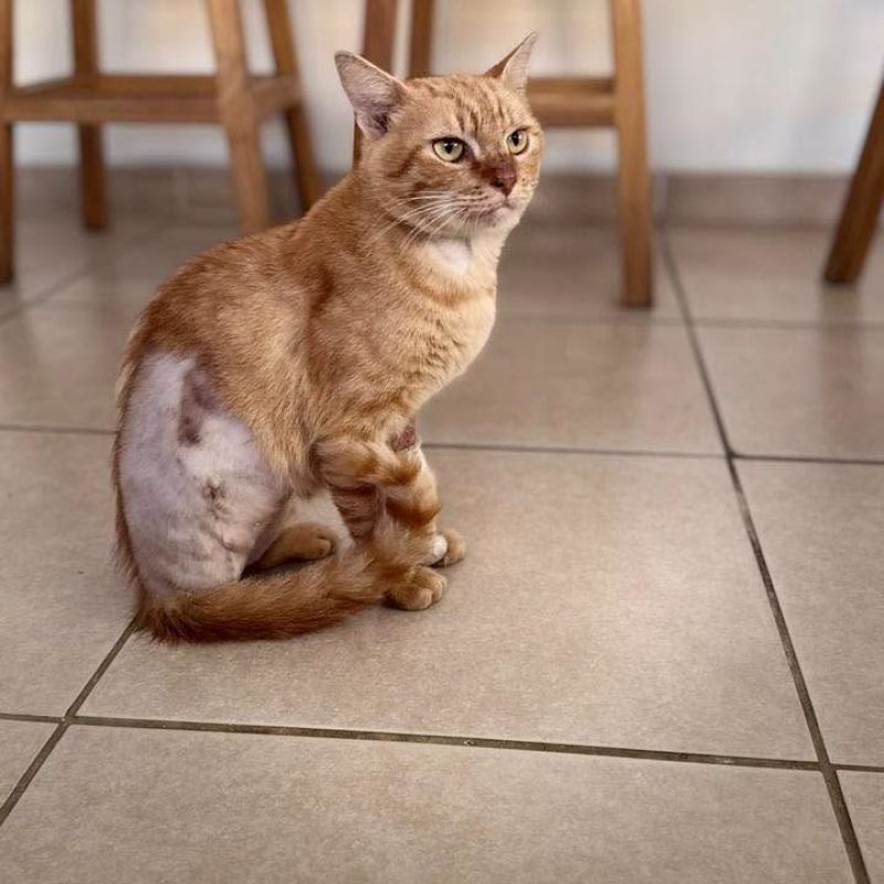 JULES - Chat Européen à adopter - photo 3