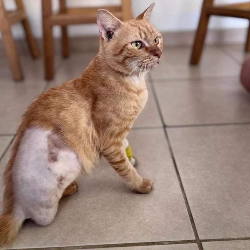 JULES - Chat Européen à adopter - photo 4