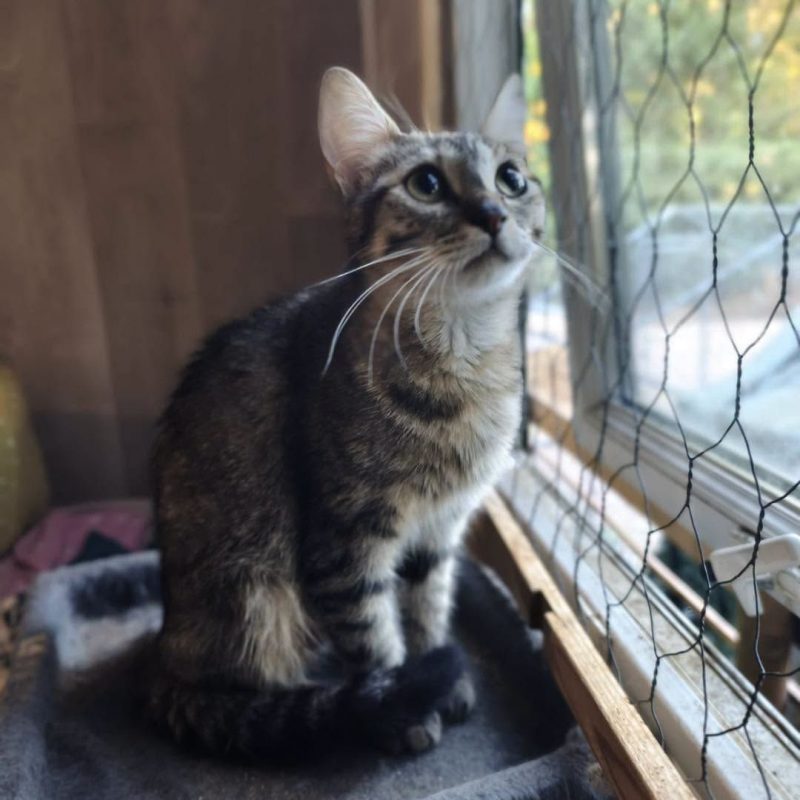 MISTOU - Chat Européen à adopter - photo 2