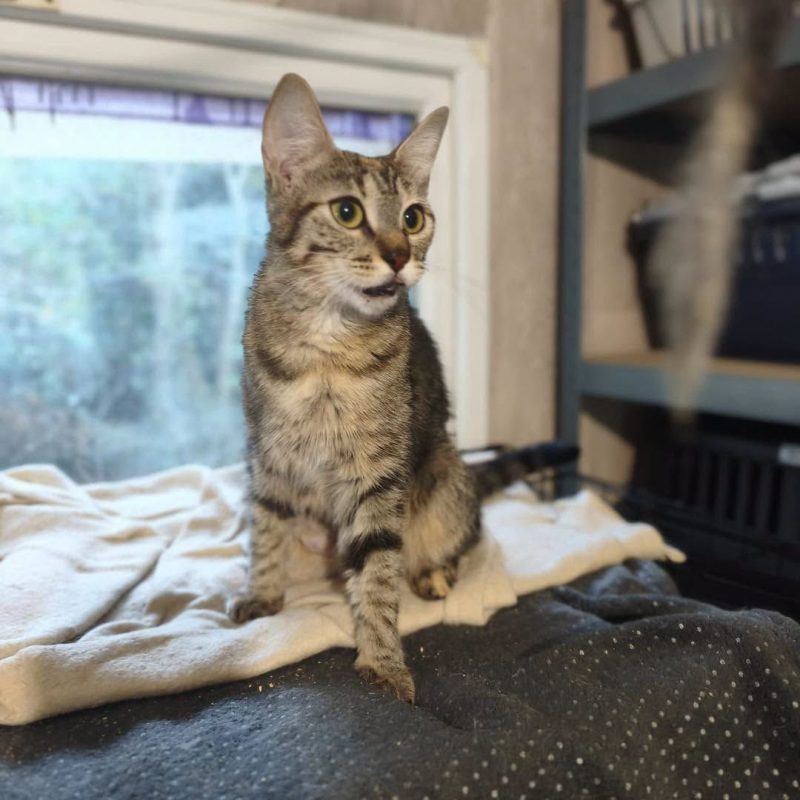 MISTOU - Chat Européen à adopter - photo 3