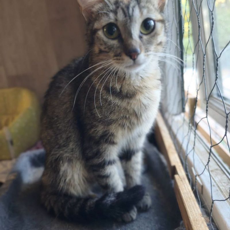 MISTOU - Chat Européen à adopter - photo 4