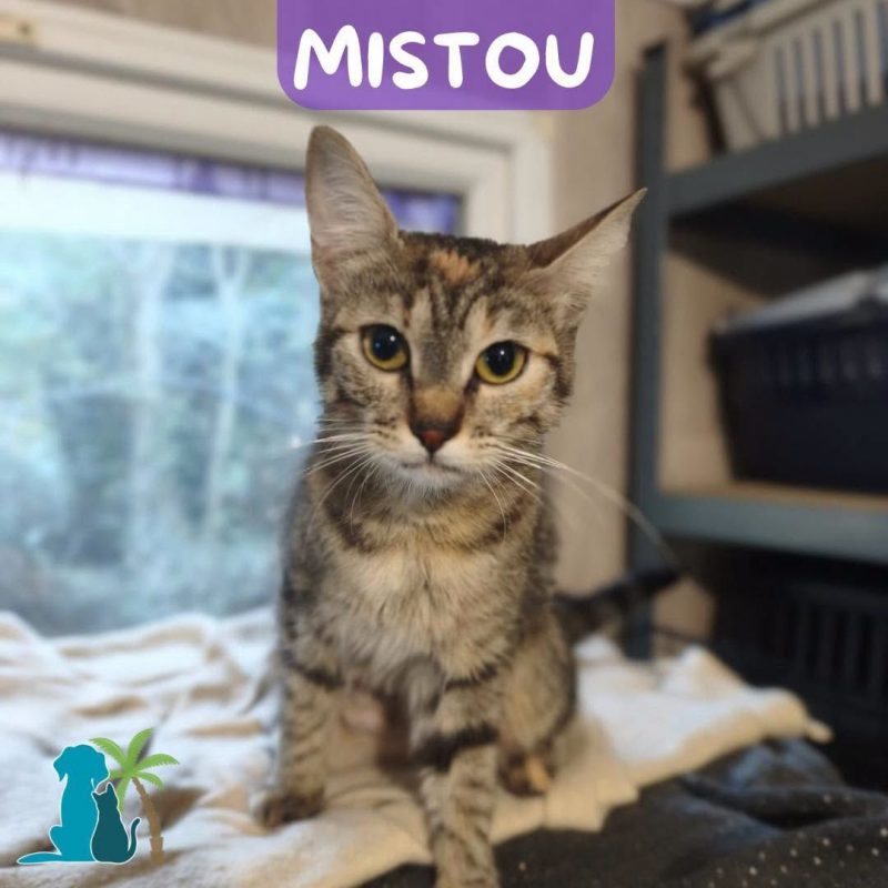 MISTOU - Chat Européen à adopter