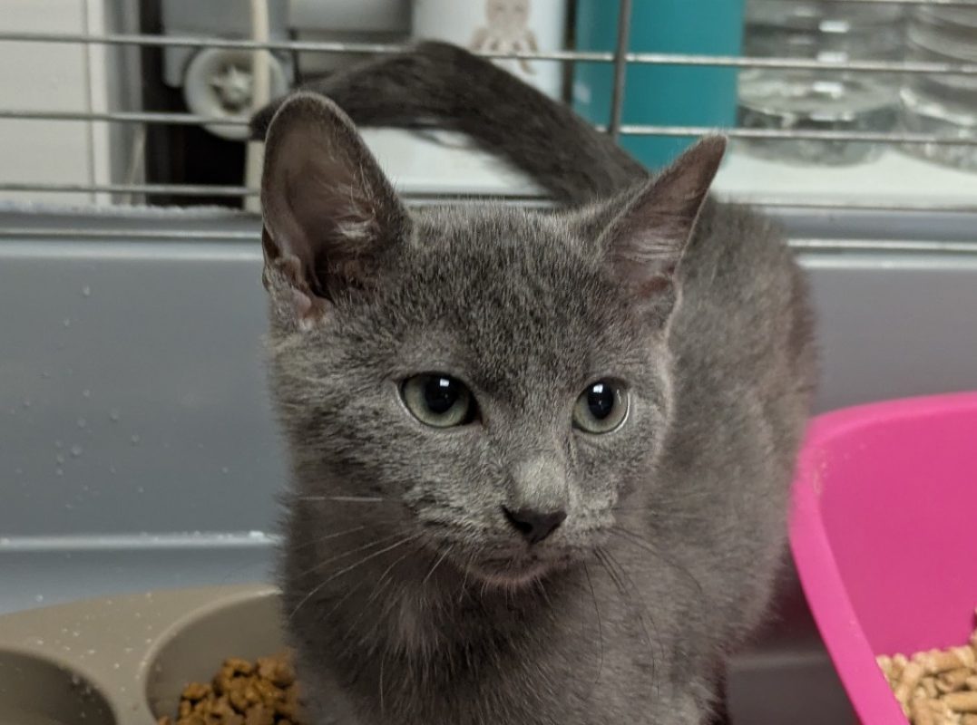 Brooke - Chat Européen à adopter