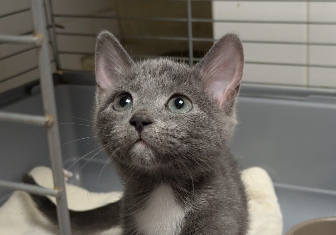 Bridget - Chat Européen à adopter