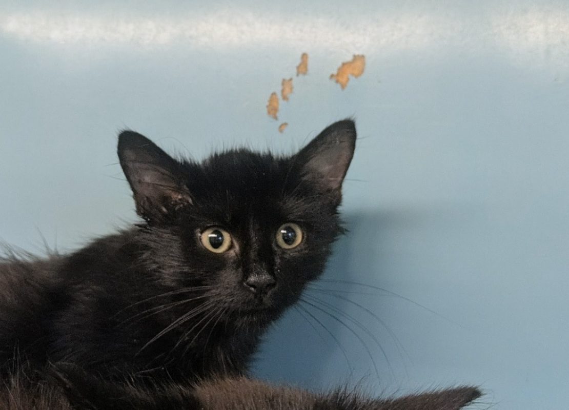 Rillette - Chat Européen à adopter