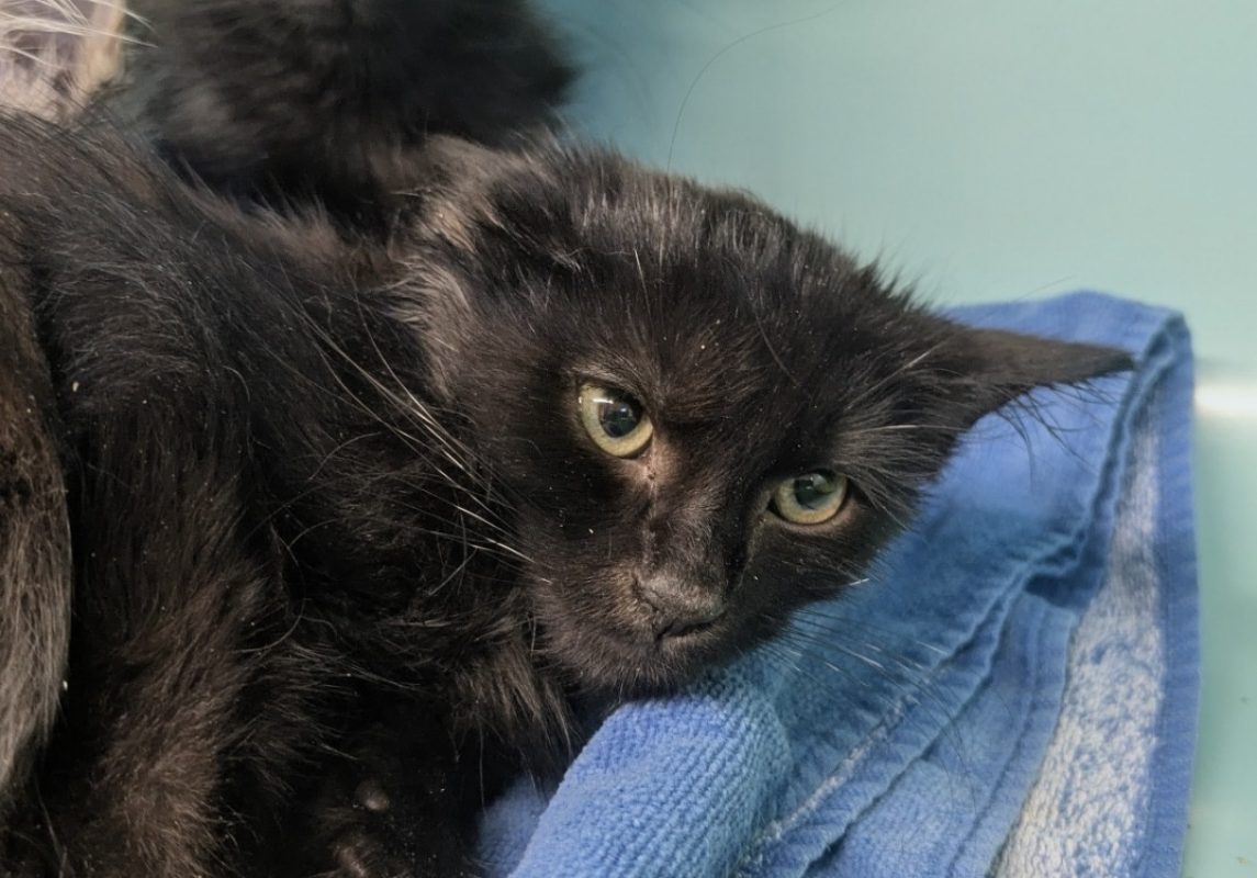 Lardon - Chat Européen à adopter