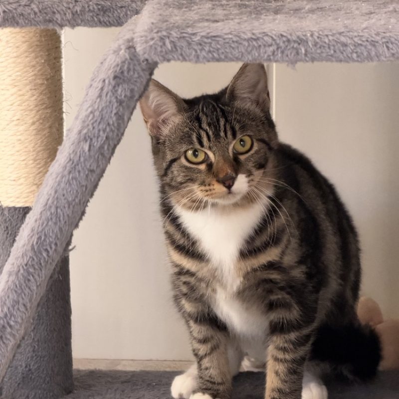 Omble - Chat Européen à adopter - photo 2