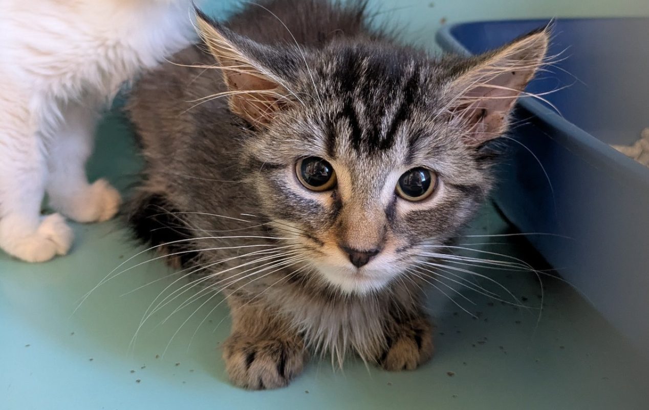 Mozza - Chat Européen à adopter