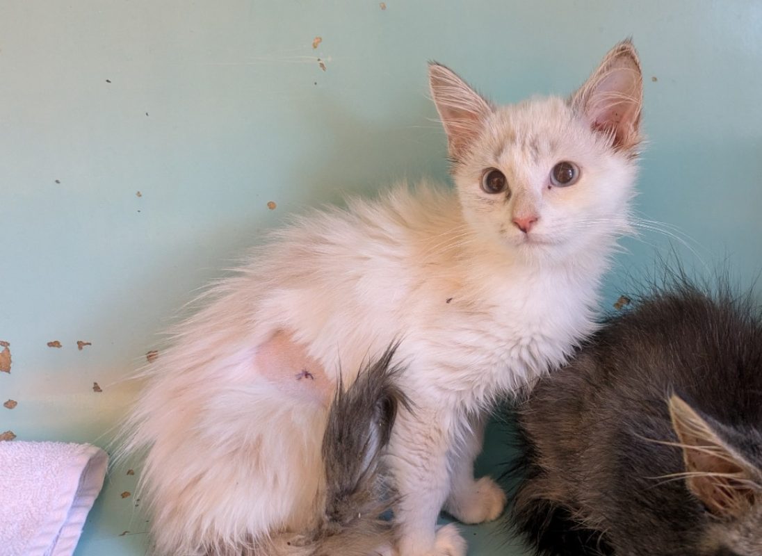 Feta - Chat Européen à adopter