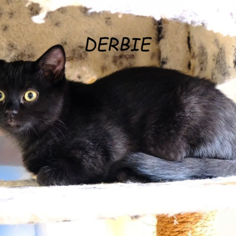 Photo de Derbie