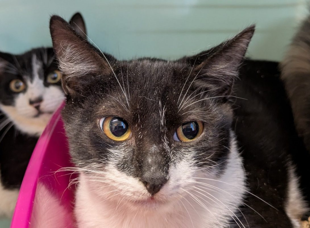 Domino - Chat Européen à adopter
