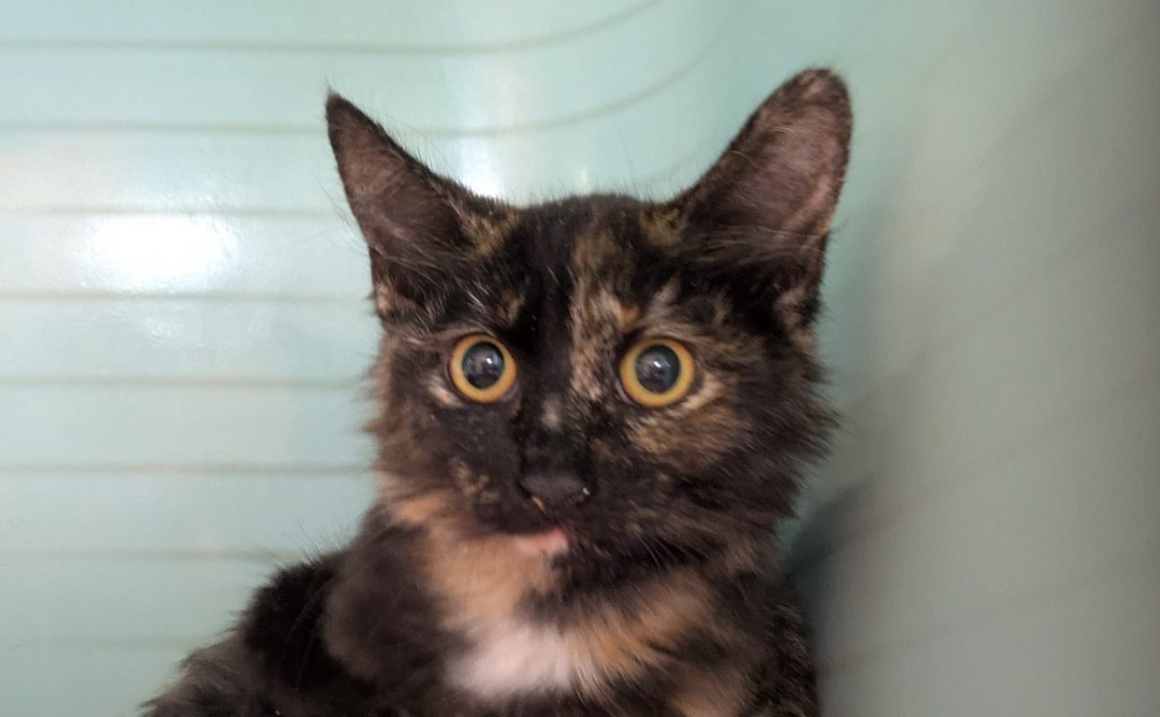 Dame - Chat Européen à adopter