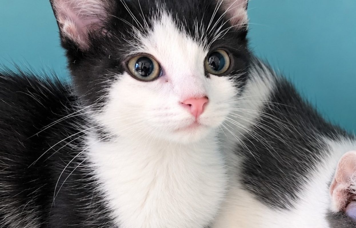 Paprika - Chat Européen à adopter