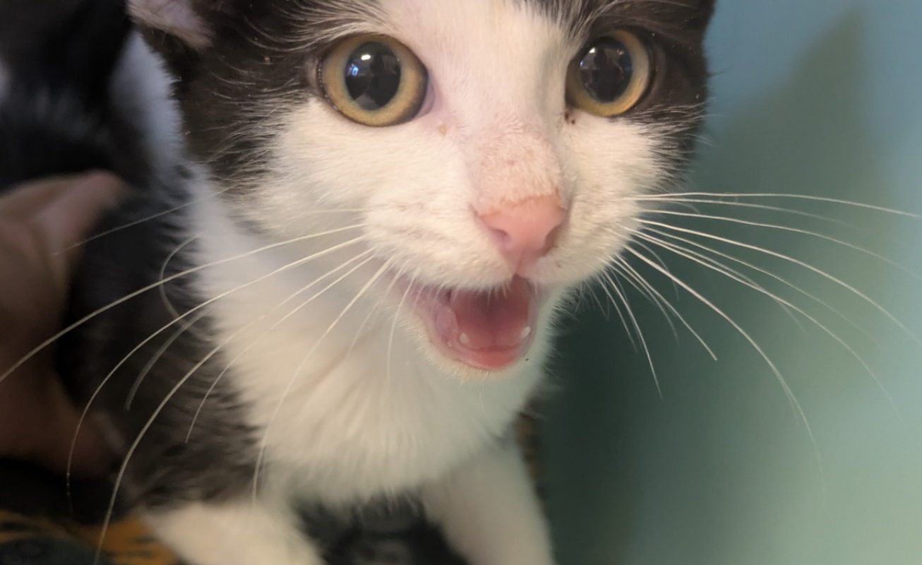 Paprika - Chat Européen à adopter - photo 2
