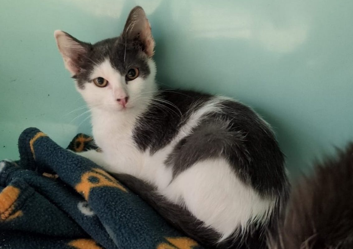 Rita - Chat Européen à adopter