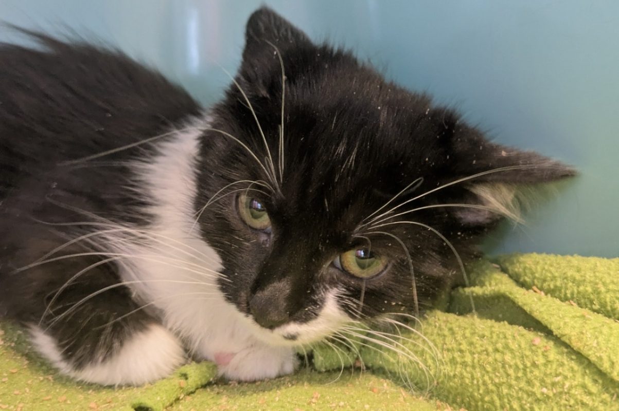 Mimolette - Chat Européen à adopter