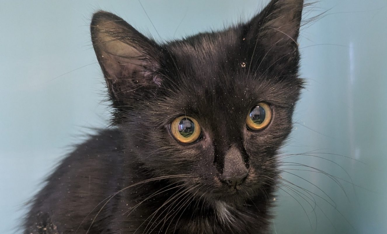 Coppa - Chat Européen à adopter