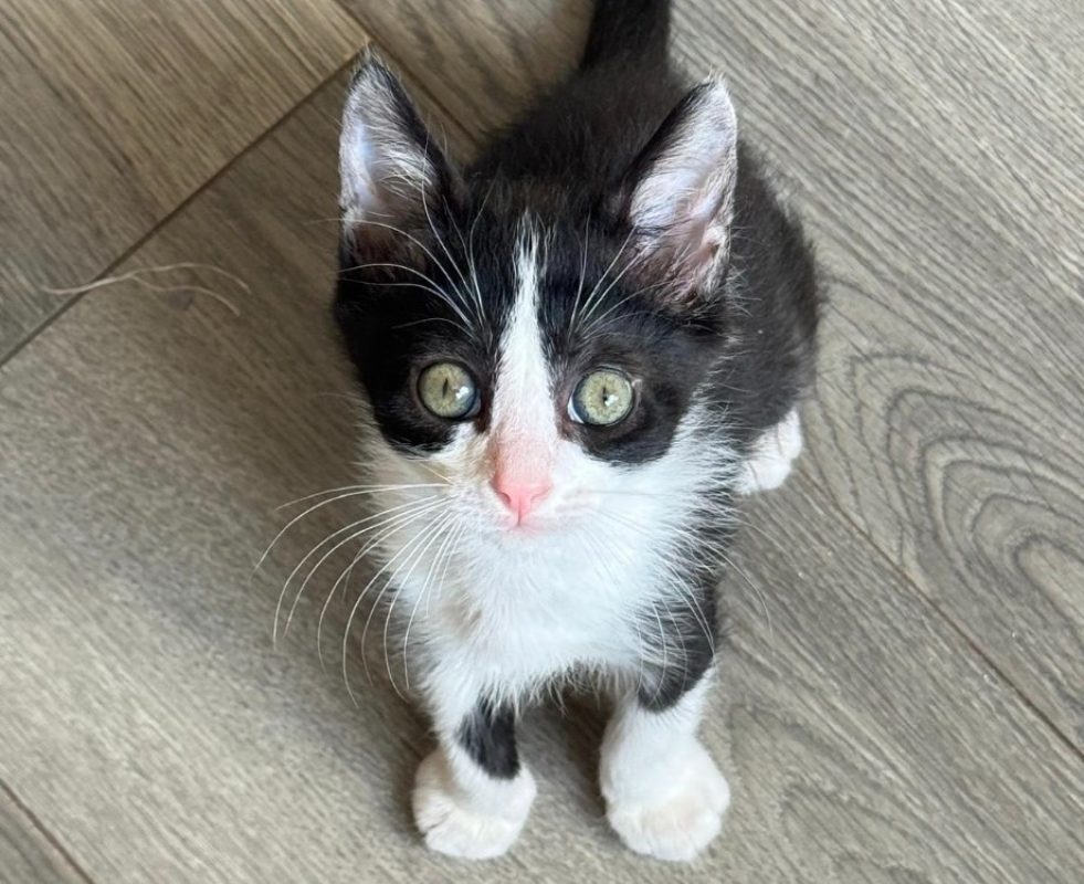 Bébé - Chat Européen à adopter