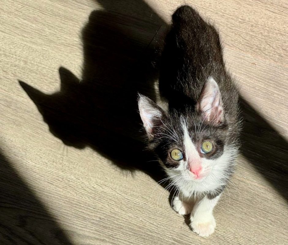 Bébé - Chat Européen à adopter - photo 2