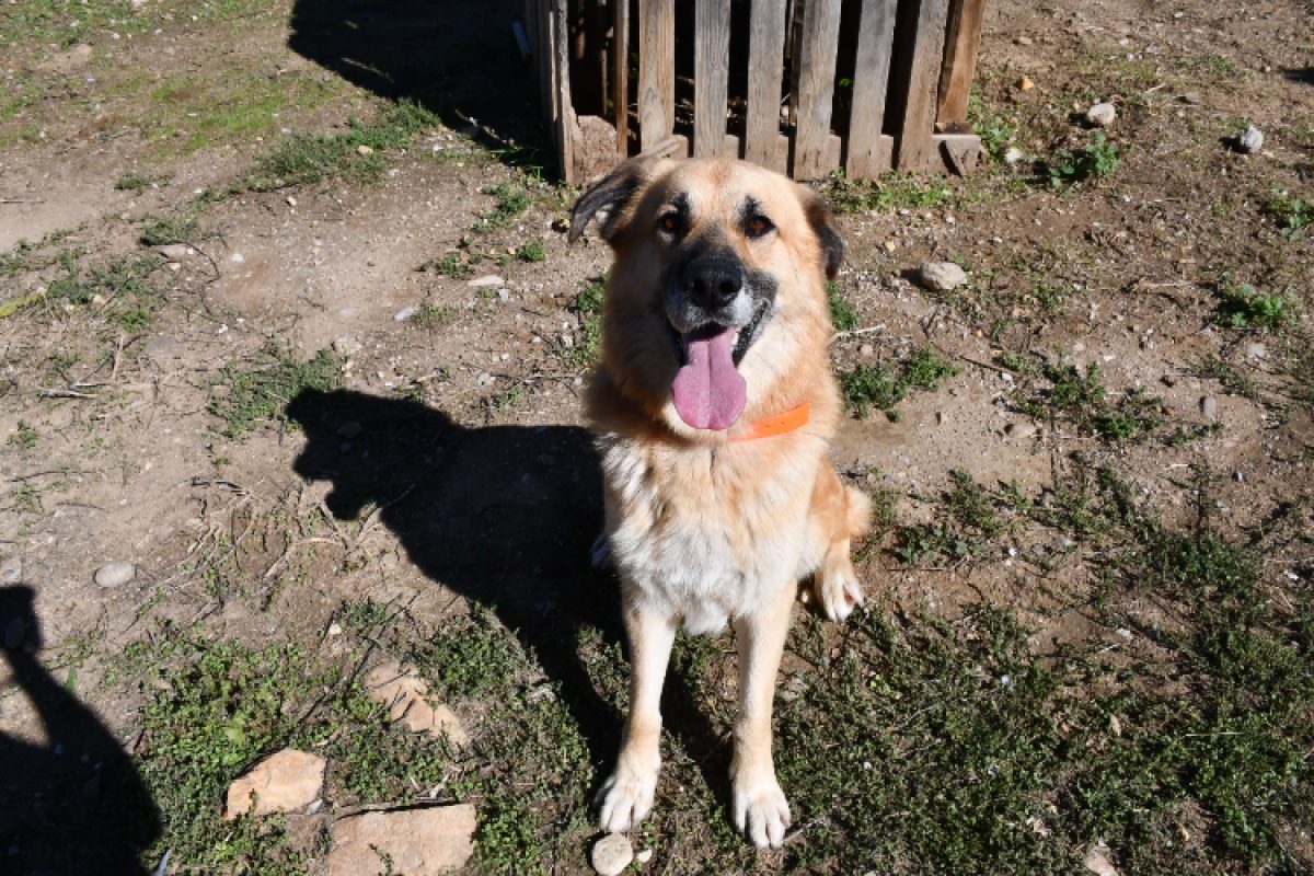 Rackam - Chien Berger à adopter - photo 2