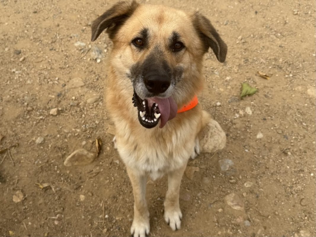 Rackam - Chien Berger à adopter - photo 3