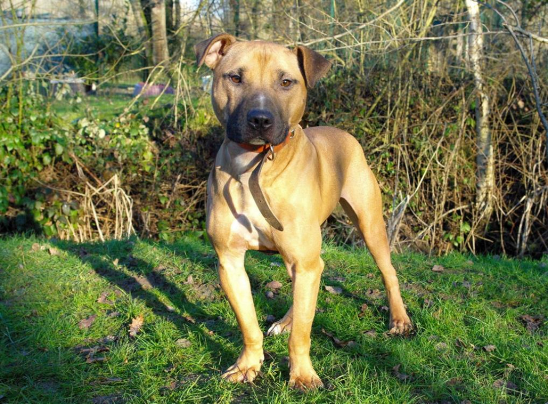 Buck - Chien Bull Terrier à adopter - photo 3