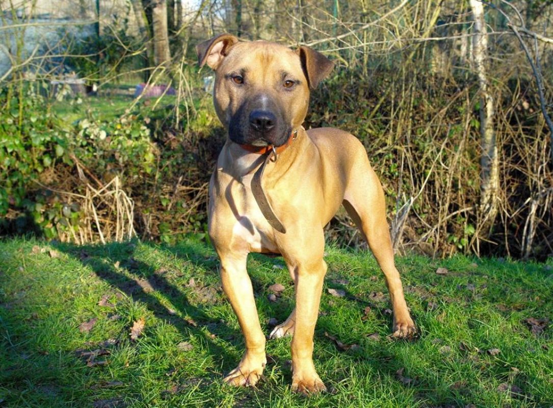 Buck - Chien Bull Terrier à adopter - photo 4