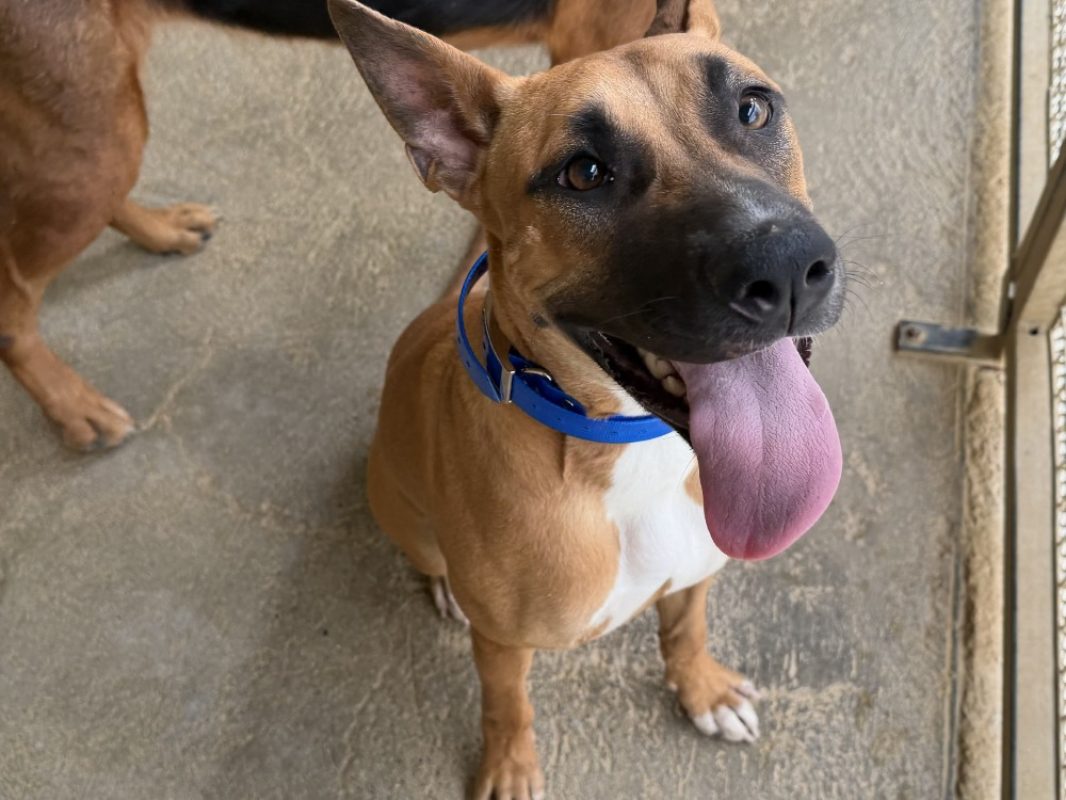 Nana - Chien Berger Belge Malinois à adopter