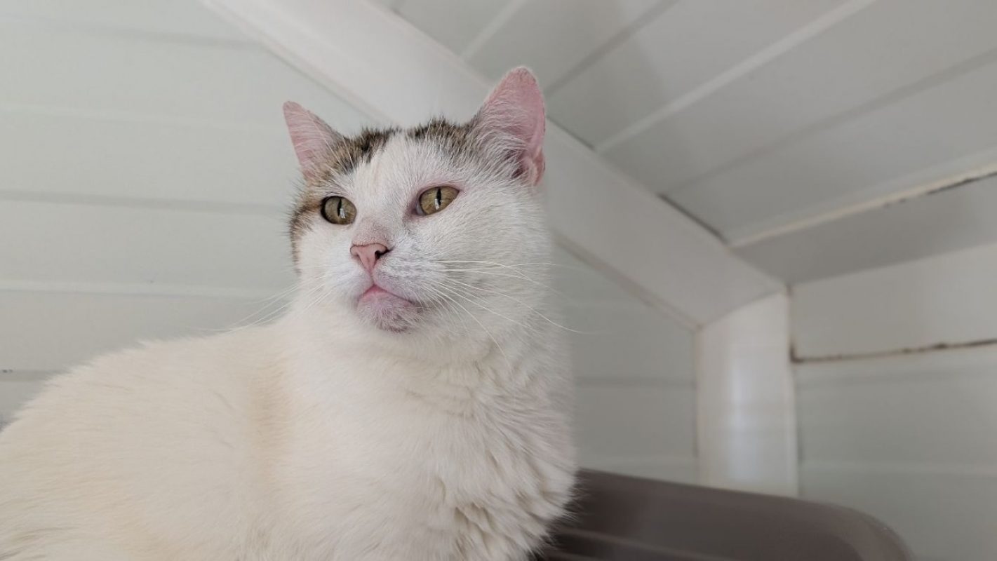 Prisca - Chat Européen à adopter