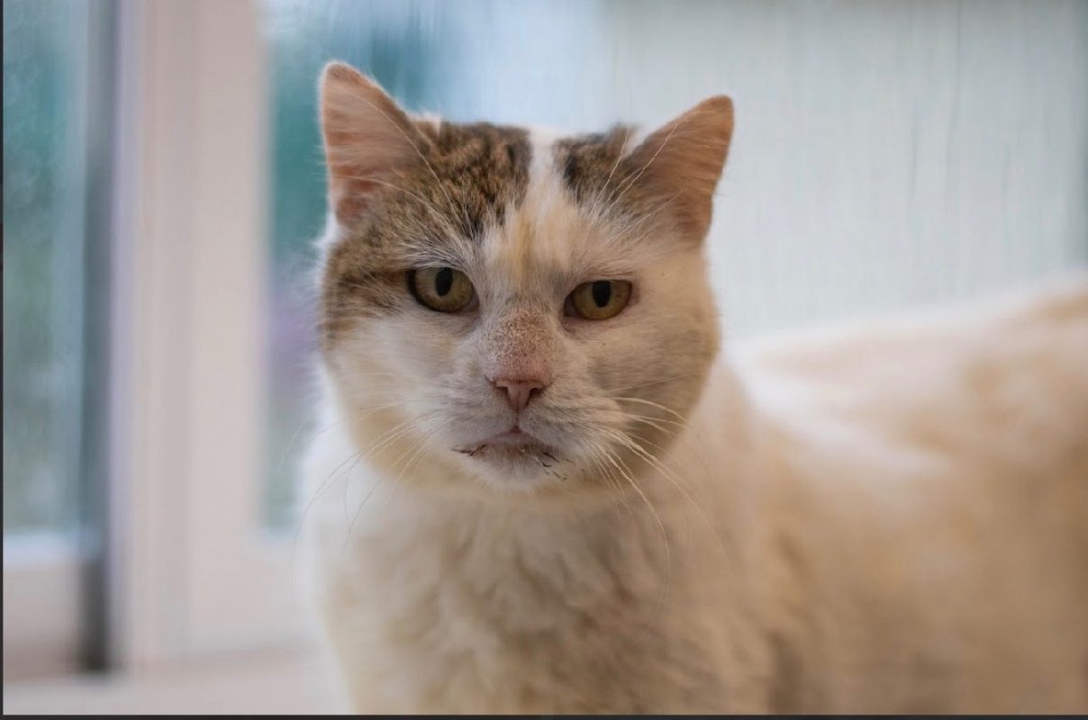 Prisca - Chat Européen à adopter - photo 4